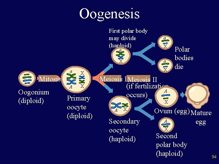 Oogenesis First polar body may divide (haploid) a Mitosis Oogonium (diploid) A X X