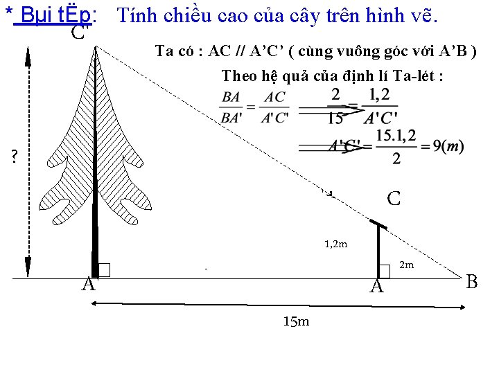 * Bµi tËp: Tính chiều cao của cây trên hình vẽ. C' Ta có