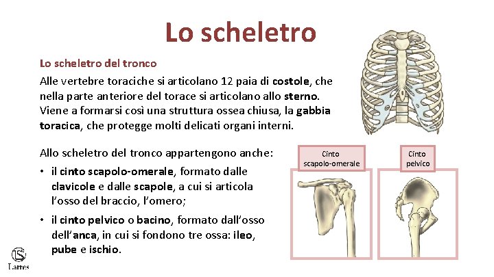 Lo scheletro del tronco Alle vertebre toraciche si articolano 12 paia di costole, che