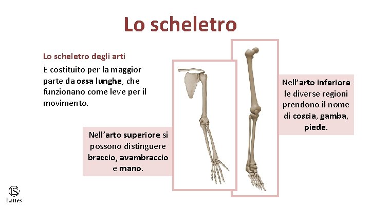 Lo scheletro degli arti È costituito per la maggior parte da ossa lunghe, che