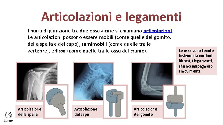 Articolazioni e legamenti I punti di giunzione tra due ossa vicine si chiamano articolazioni.