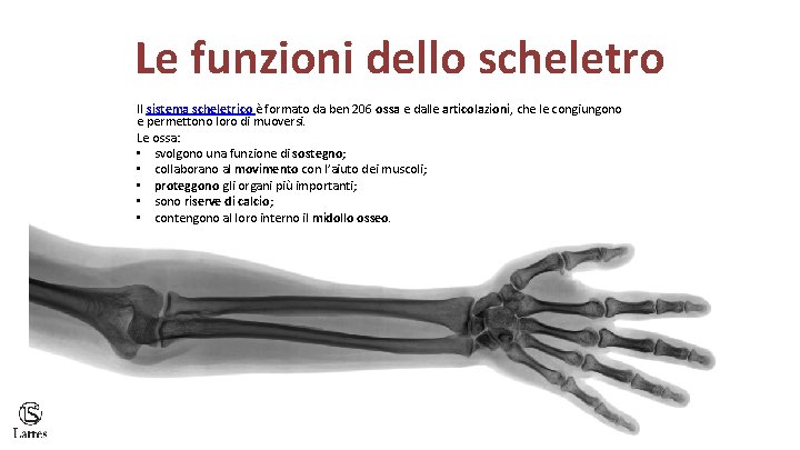 Le funzioni dello scheletro Il sistema scheletrico è formato da ben 206 ossa e