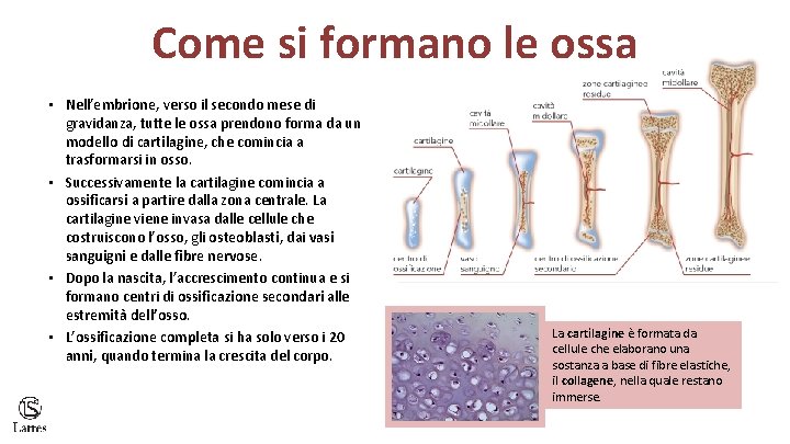 Come si formano le ossa • Nell’embrione, verso il secondo mese di gravidanza, tutte