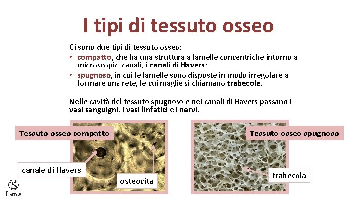 I tipi di tessuto osseo Ci sono due tipi di tessuto osseo: • compatto,