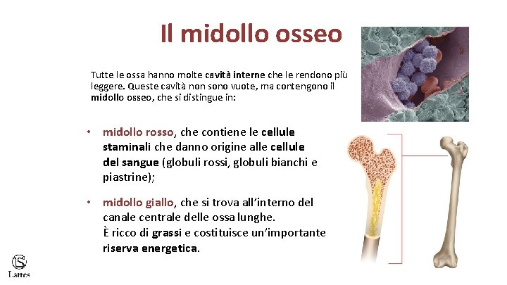 Il midollo osseo Tutte le ossa hanno molte cavità interne che le rendono più