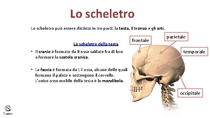Lo scheletro può essere distinto in tre parti: la testa, il tronco e gli