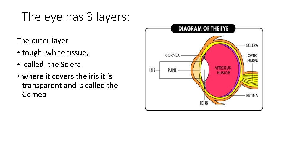 The eye has 3 layers: The outer layer • tough, white tissue, • called