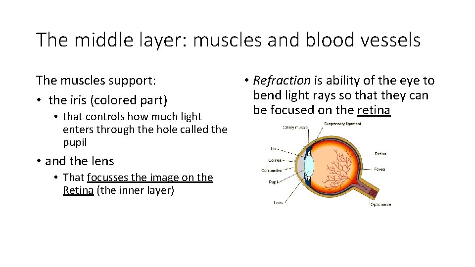 The middle layer: muscles and blood vessels The muscles support: • the iris (colored
