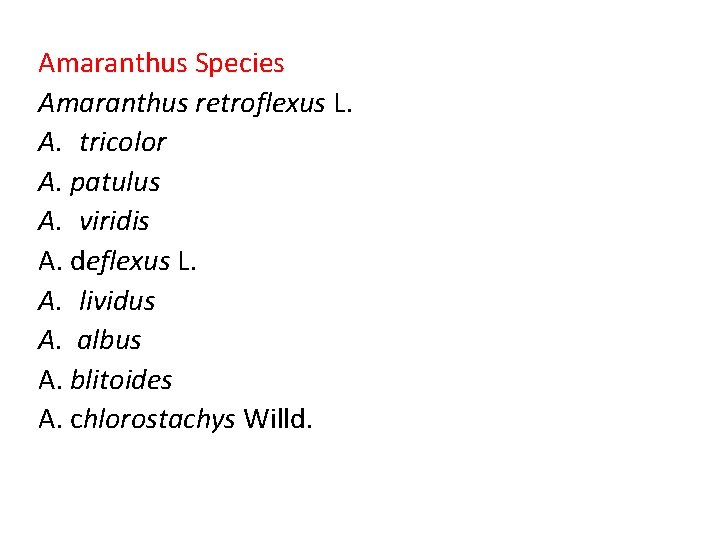 Amaranthus Species Amaranthus retroflexus L. A. tricolor A. patulus A. viridis A. deflexus L.