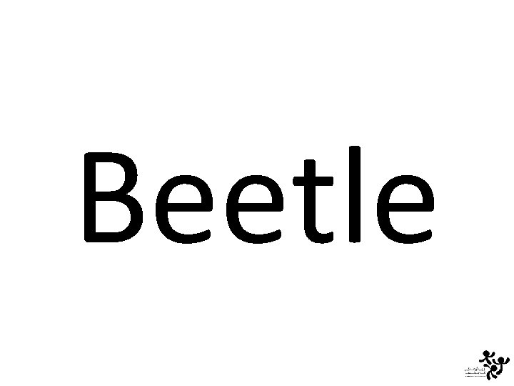 Beetle 