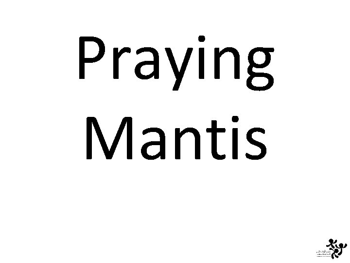 Praying Mantis 