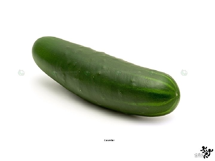 Cucumber 