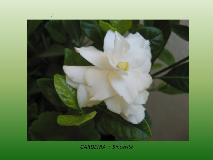 GARDENIA : Sincérité 