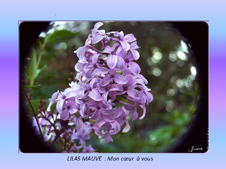 LILAS MAUVE : Mon cœur à vous 