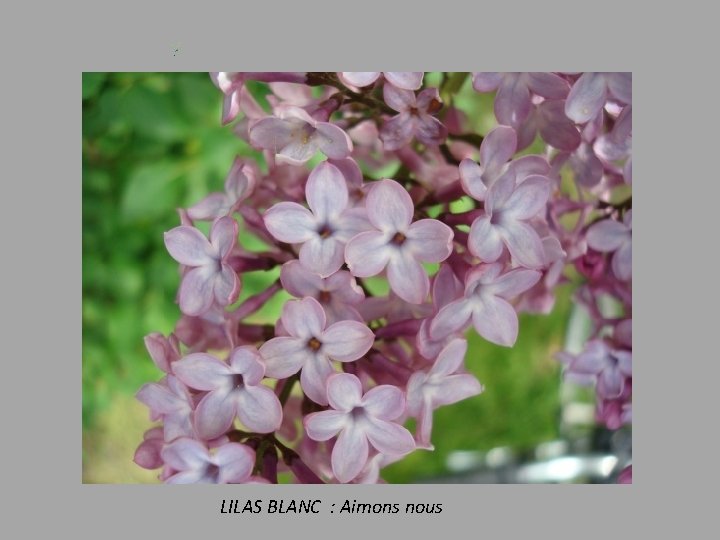 LILAS BLANC : Aimons nous 