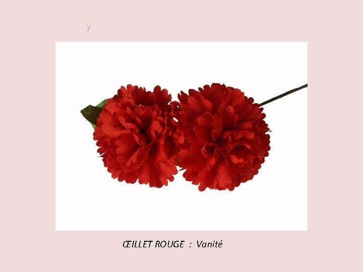 ŒILLET ROUGE : Vanité 