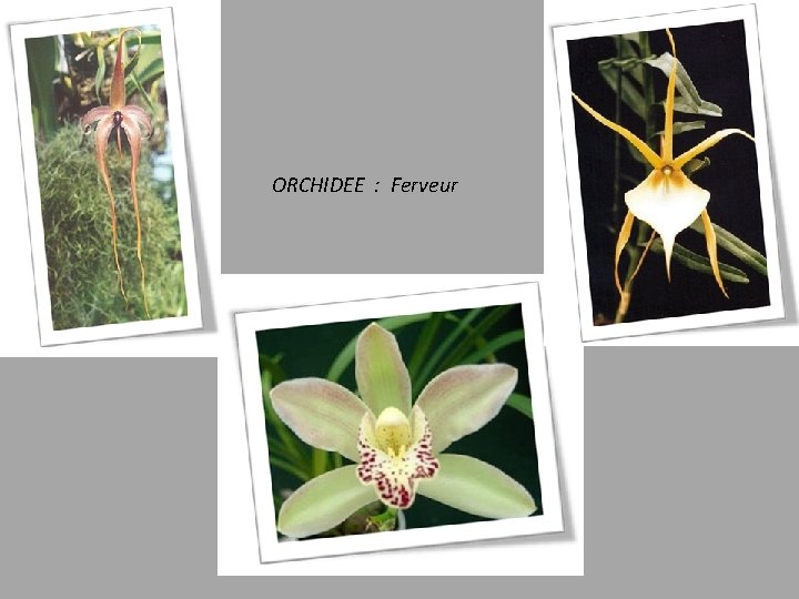 ORCHIDEE : Ferveur 