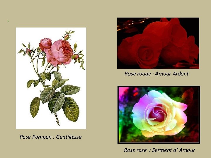 Rose rouge : Amour Ardent Rose Pompon : Gentillesse Rose rose : Serment d’