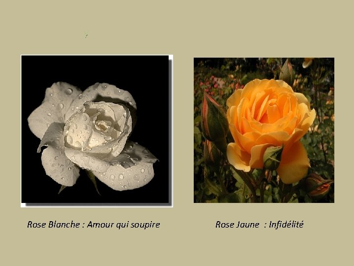 Rose Blanche : Amour qui soupire Rose Jaune : Infidélité 