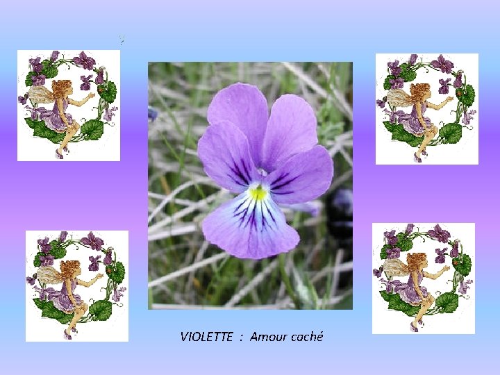 VIOLETTE : Amour caché 