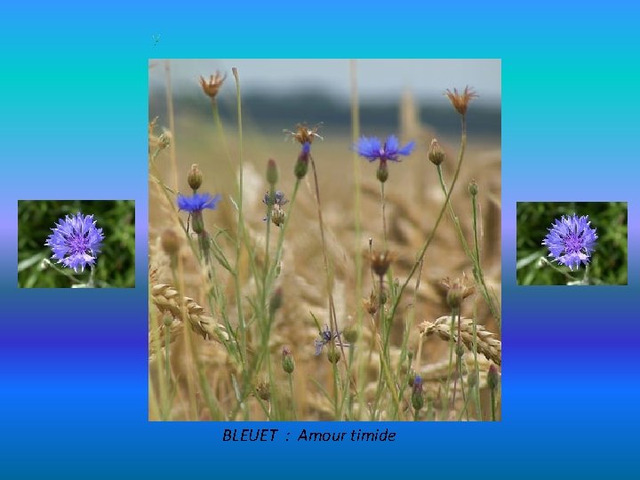 BLEUET : Amour timide 