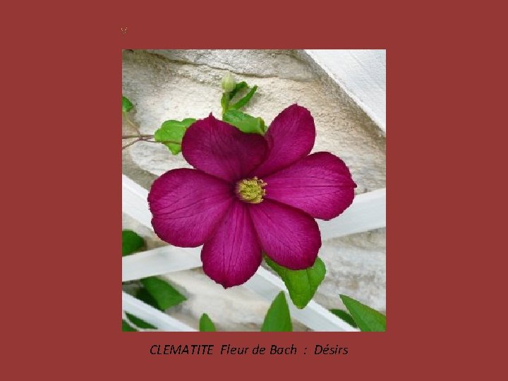 CLEMATITE Fleur de Bach : Désirs 