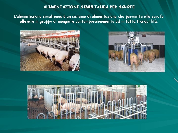 ALIMENTAZIONE SIMULTANEA PER SCROFE L’alimentazione simultanea è un sistema di alimentazione che permette alle