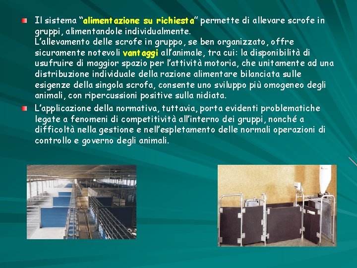 Il sistema “alimentazione su richiesta” permette di allevare scrofe in gruppi, alimentandole individualmente. L’allevamento