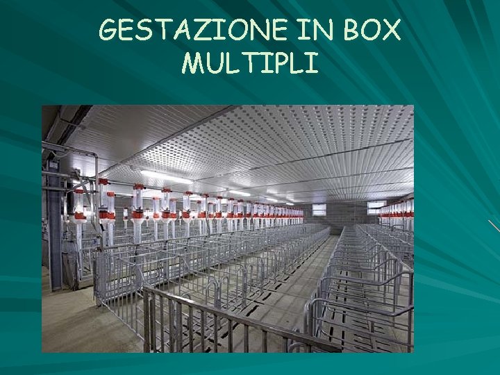 GESTAZIONE IN BOX MULTIPLI 