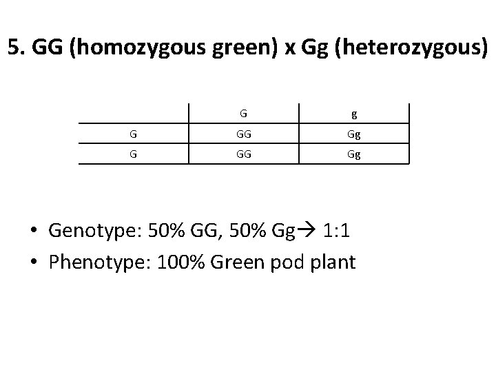 5. GG (homozygous green) x Gg (heterozygous) G g G GG Gg • Genotype: