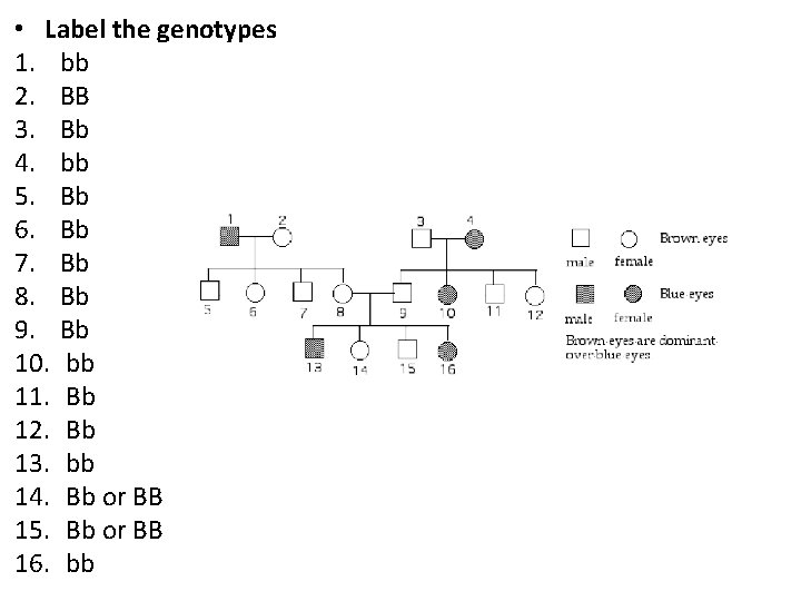  • Label the genotypes 1. bb 2. BB 3. Bb 4. bb 5.