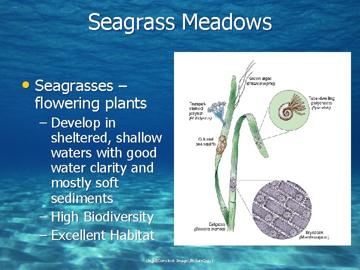 Seagrass Meadows • Seagrasses – flowering plants – Develop in sheltered, shallow waters with