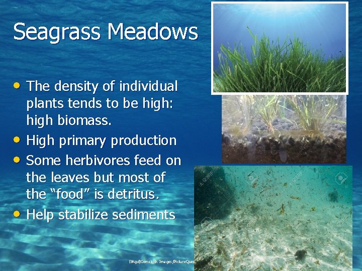 Seagrass Meadows • The density of individual • • • plants tends to be