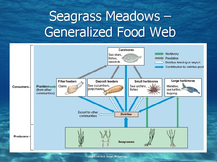 Seagrass Meadows – Generalized Food Web (bkgd)Comstock Images/Picture. Quest 