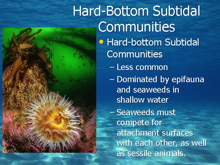 Hard-Bottom Subtidal Communities • Hard-bottom Subtidal Communities – Less common – Dominated by epifauna