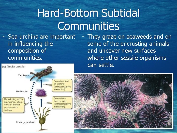 Hard-Bottom Subtidal Communities - Sea urchins are important in influencing the composition of communities.