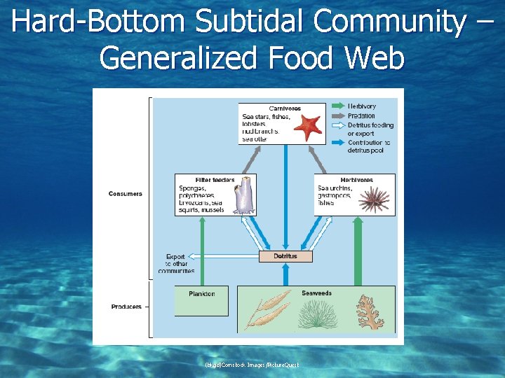 Hard-Bottom Subtidal Community – Generalized Food Web (bkgd)Comstock Images/Picture. Quest 