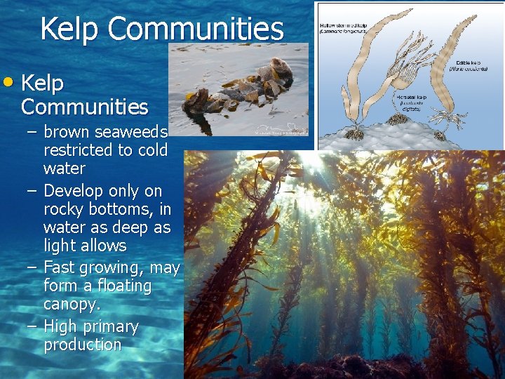 Kelp Communities • Kelp Communities – brown seaweeds restricted to cold water – Develop