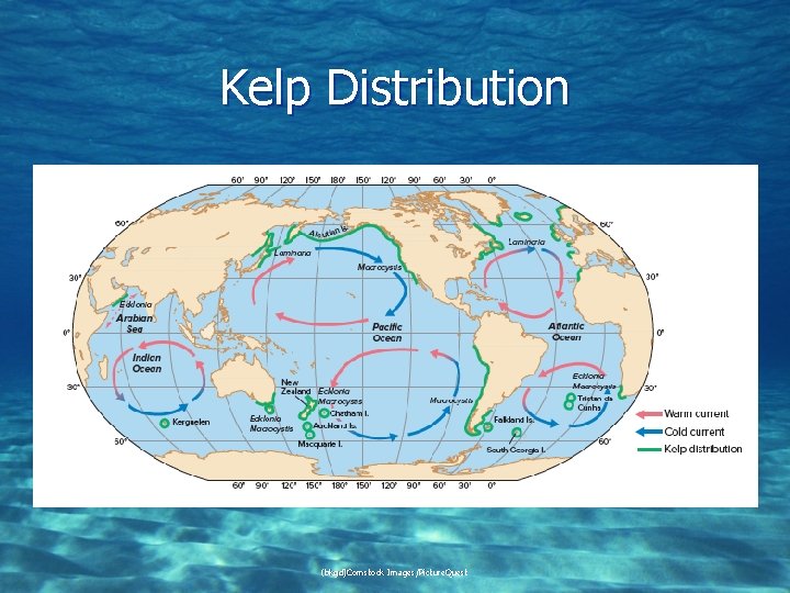 Kelp Distribution (bkgd)Comstock Images/Picture. Quest 