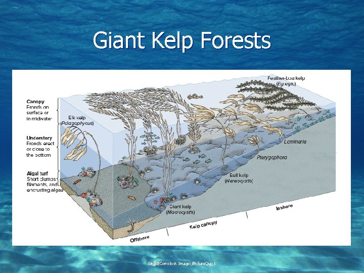 Giant Kelp Forests (bkgd)Comstock Images/Picture. Quest 