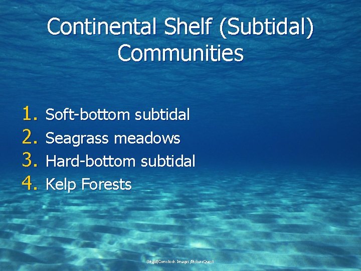 Continental Shelf (Subtidal) Communities 1. 2. 3. 4. Soft-bottom subtidal Seagrass meadows Hard-bottom subtidal