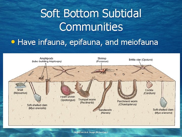 Soft Bottom Subtidal Communities • Have infauna, epifauna, and meiofauna (bkgd)Comstock Images/Picture. Quest 