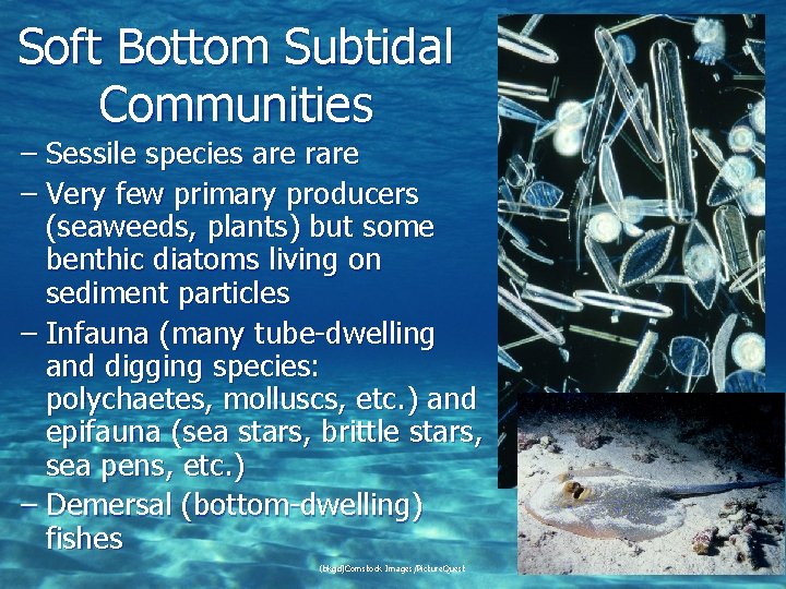 Soft Bottom Subtidal Communities – Sessile species are rare – Very few primary producers