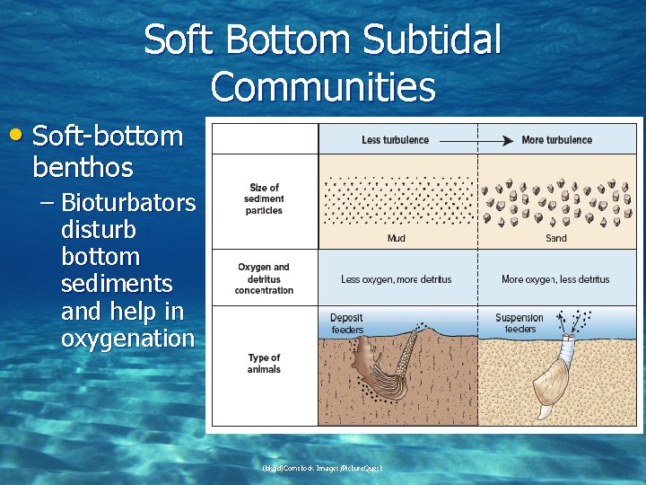 Soft Bottom Subtidal Communities • Soft-bottom benthos – Bioturbators disturb bottom sediments and help