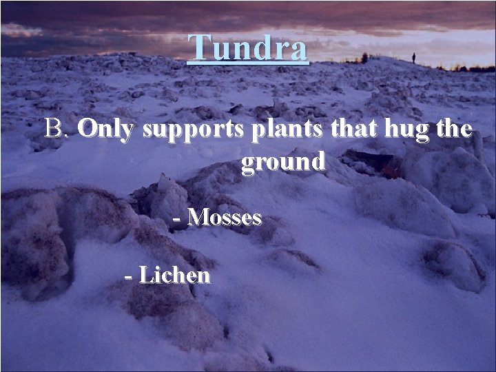 Tundra B. Only supports plants that hug the ground - Mosses - Lichen Tundra B. Only supports plants that hug the ground - Mosses - Lichen