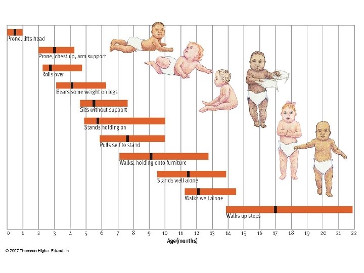 Chapter 9 Human Development Across the Life Span