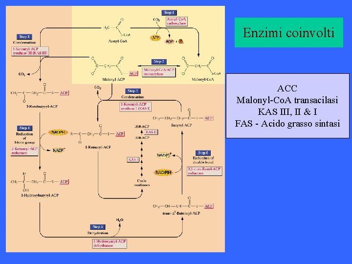Enzimi coinvolti ACC Malonyl-Co. A transacilasi KAS III, II & I FAS - Acido Enzimi coinvolti ACC Malonyl-Co. A transacilasi KAS III, II & I FAS - Acido