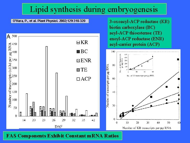 Lipid synthesis during embryogenesis O'Hara, P. , et al. Plant Physiol. 2002; 129: 310 Lipid synthesis during embryogenesis O'Hara, P. , et al. Plant Physiol. 2002; 129: 310
