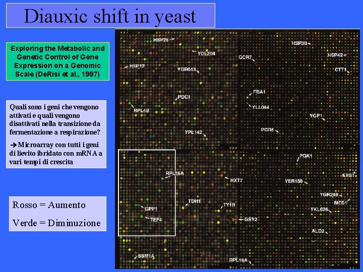 Diauxic shift in yeast Exploring the Metabolic and Genetic Control of Gene Expression on Diauxic shift in yeast Exploring the Metabolic and Genetic Control of Gene Expression on