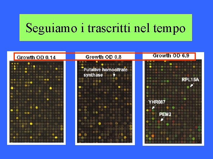 Seguiamo i trascritti nel tempo Seguiamo i trascritti nel tempo